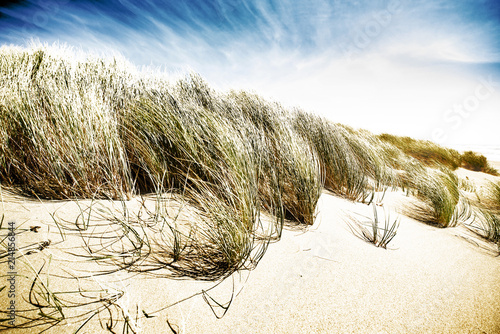 фотографія Windswept Sand Dunes at Kellogg Beach, near Crescent City, Del Norte County, Cal