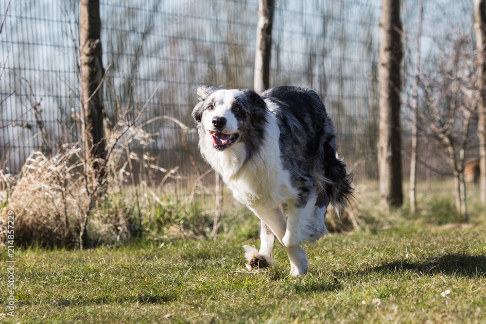 Portrait of a border collie dog living in belgium Portrait of a border collie dog living in belgium