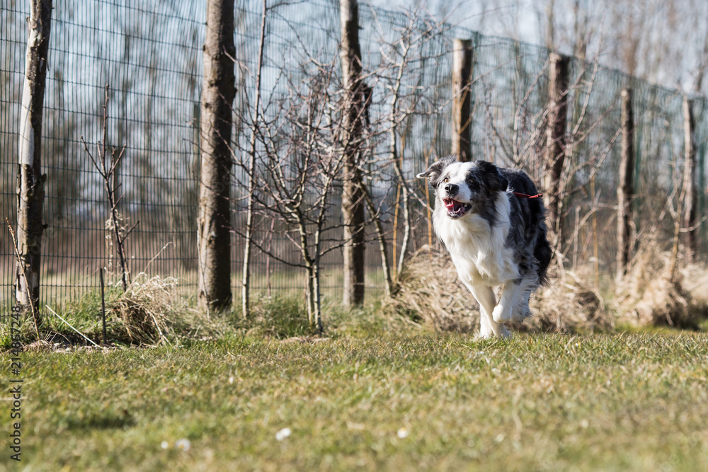 Portrait of a border collie dog living in belgium