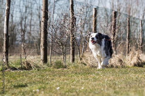 Fototapeta Naklejka Na Ścianę i Meble -  Portrait of a border collie dog living in belgium