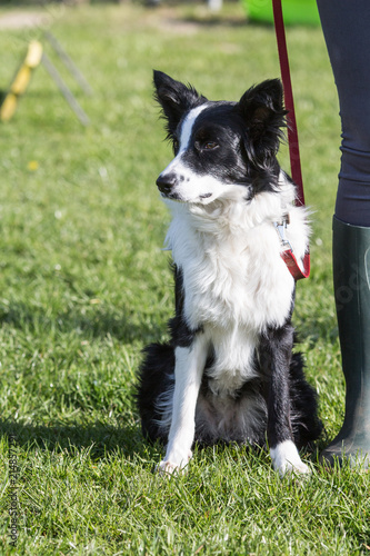 Portrait of a border collie dog living in belgium