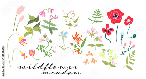 wild flower meadow illustration. floral elements. romantic hand drawn flowers and leaves collection.