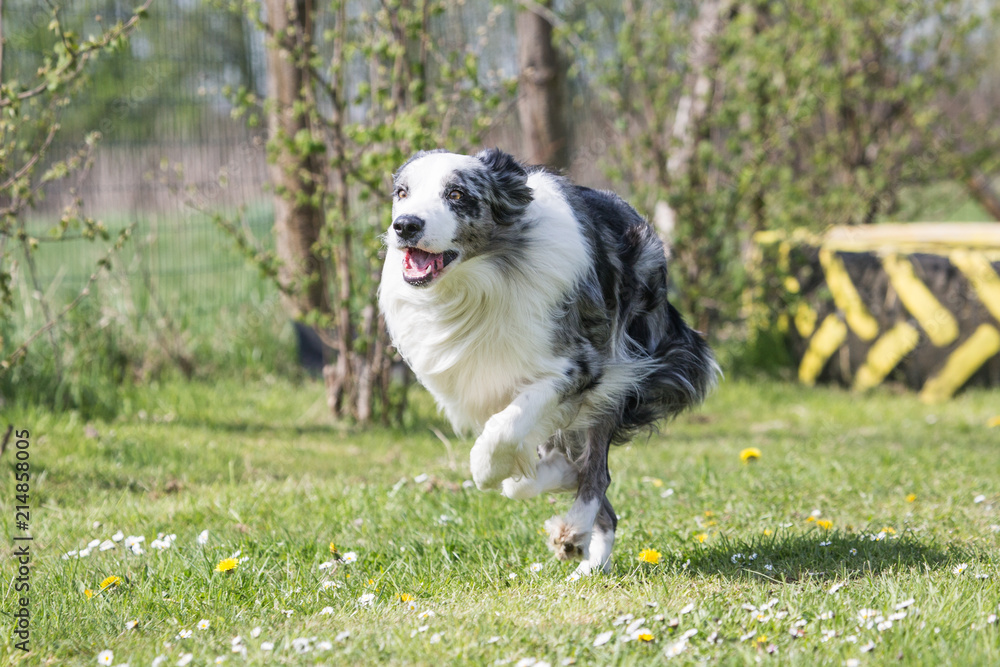 Portrait of a border collie dog living in belgium