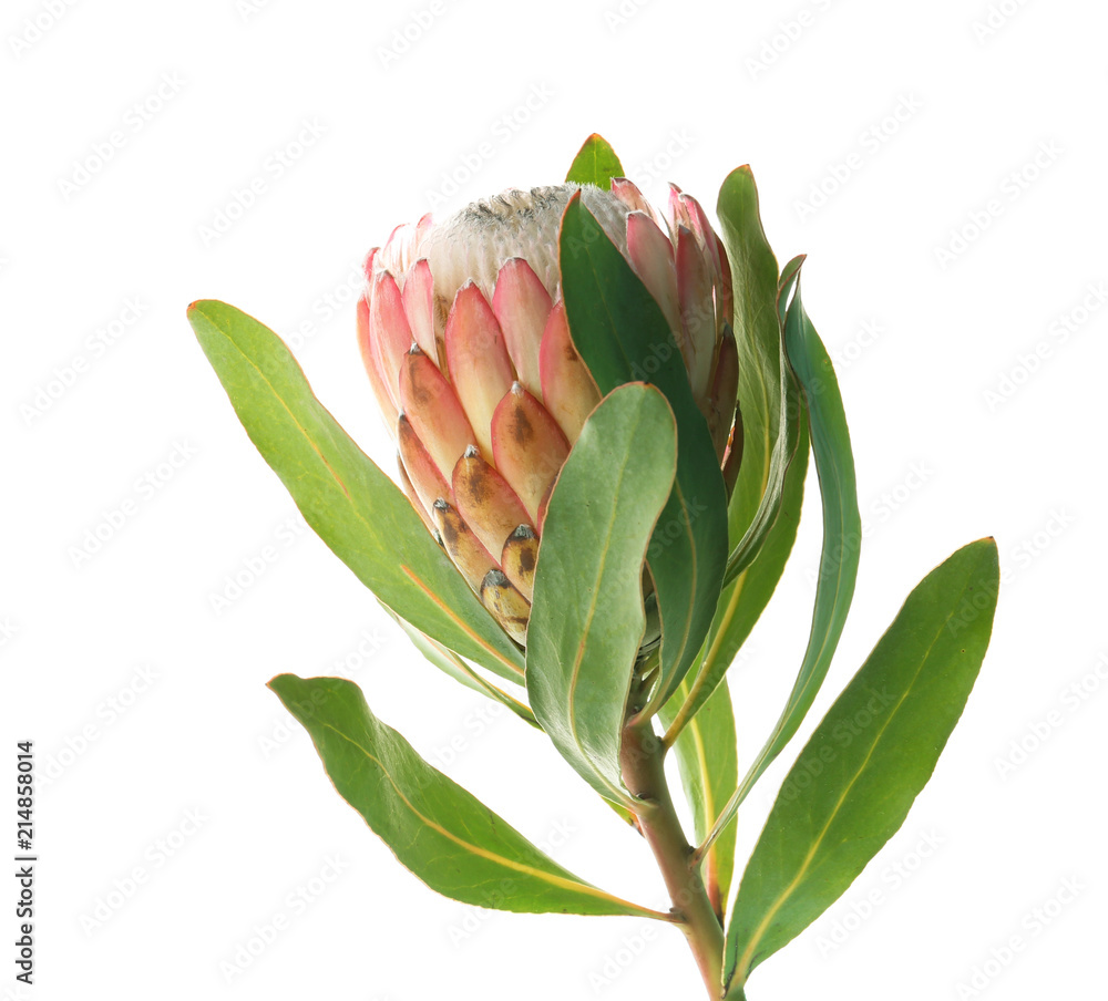 Fototapeta premium Beautiful protea flower on white background. Tropical plant