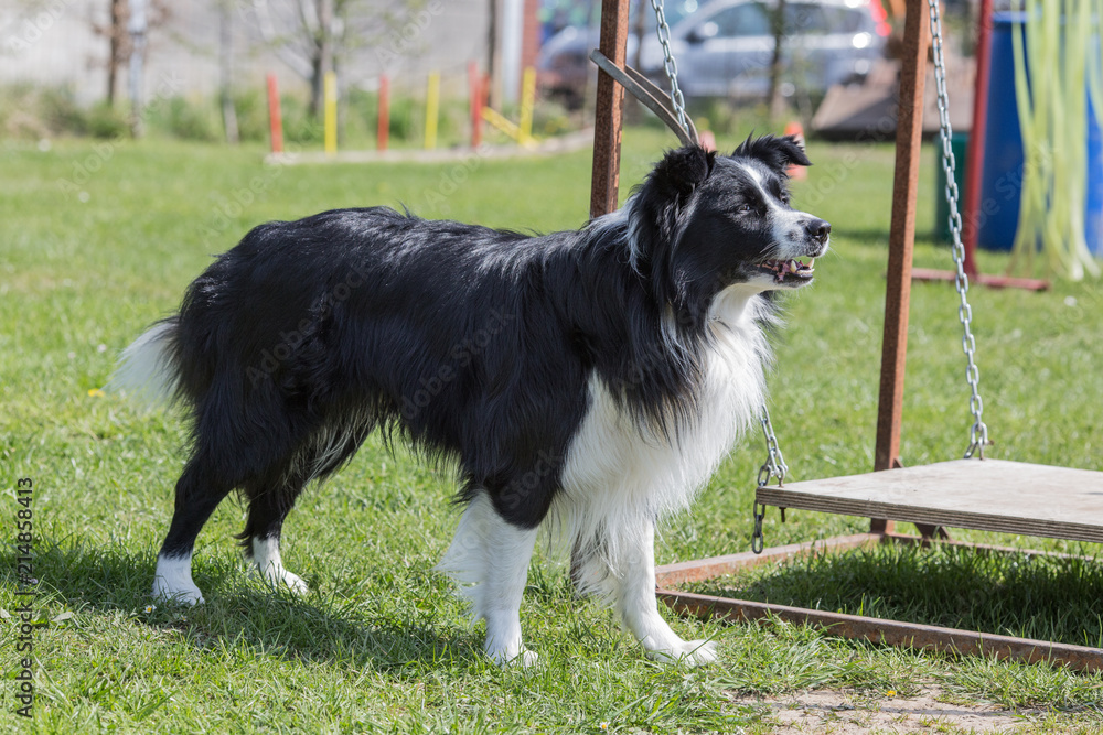 Portrait of a border collie dog living in belgium Portrait of a border collie dog living in belgium