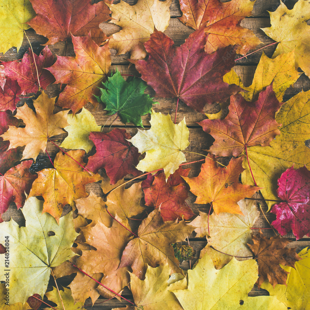 Fall background, texture and pattern. Flat-lay of colorful yellow and red fallen maple leaves over wooden background, top view, square crop. Autumn concept