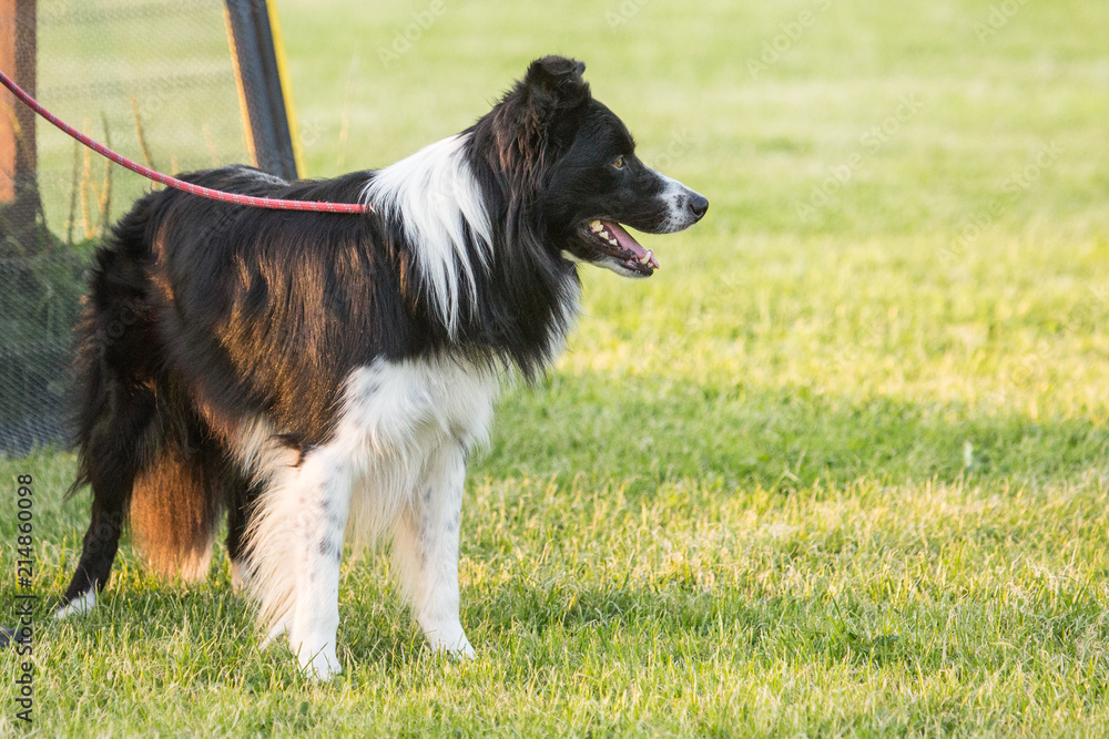 Portrait of a border collie dog living in belgium Portrait of a border collie dog living in belgium