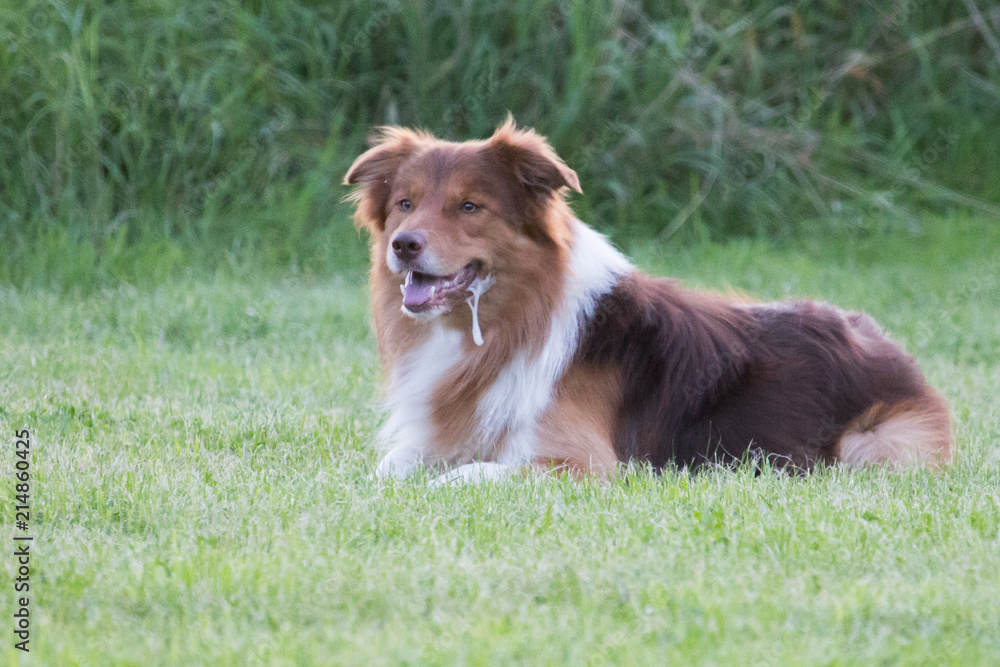 Portrait of a border collie dog living in belgium Portrait of a border collie dog living in belgium