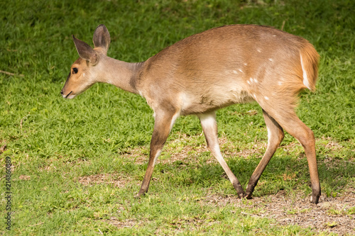 Close up image of a Bushbuck in the natural forests around the coastal town of Knysna in South Africa