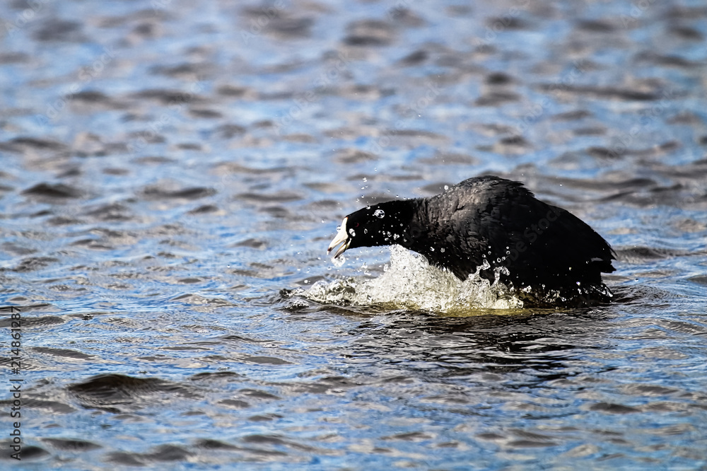 Obraz premium A protective American Coot doing a warning display
