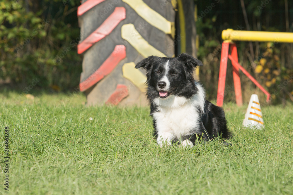 Portrait of a border collie dog living in belgium Portrait of a border collie dog living in belgium