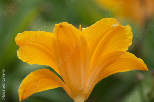 Flower Bloom Macro