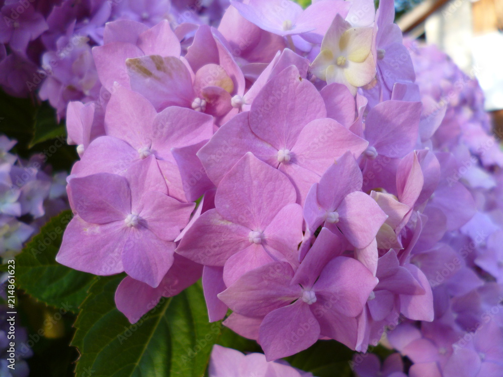 Pink and violet Hydrangea flowers in a garden