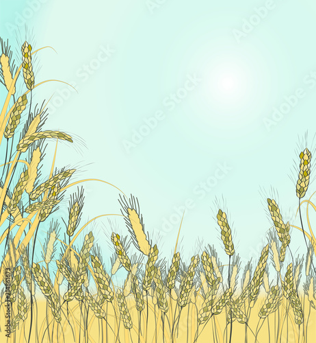 Spikelets of golden wheat  rye  barley on a against the sky. Bright summer sun. Vector. Elegant rustic pattern. Place for your text