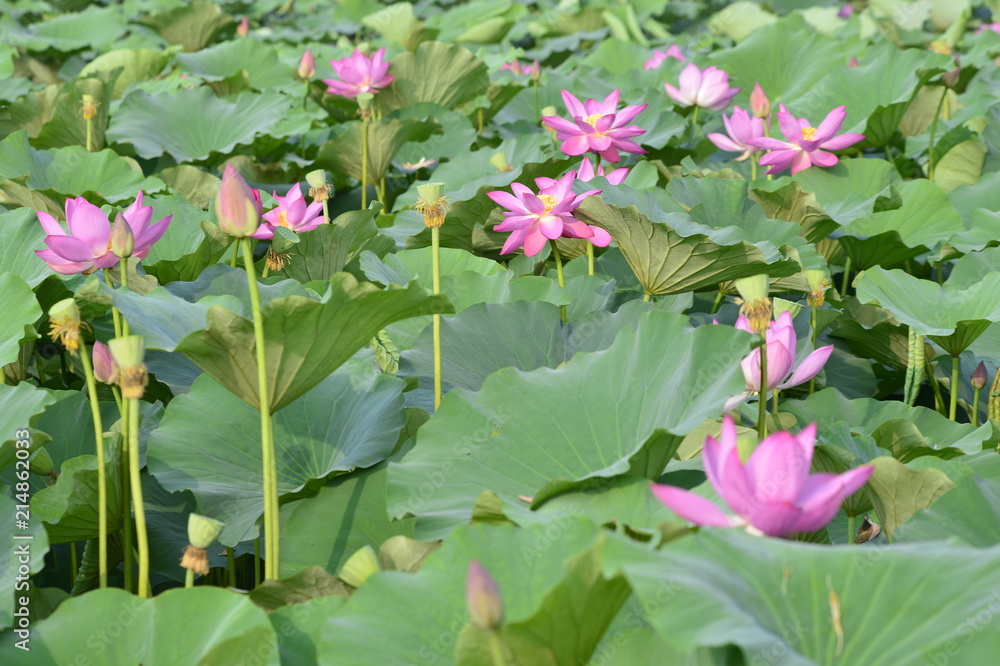 Blooming lotus flowers in the park Blooming lotus flowers in the park