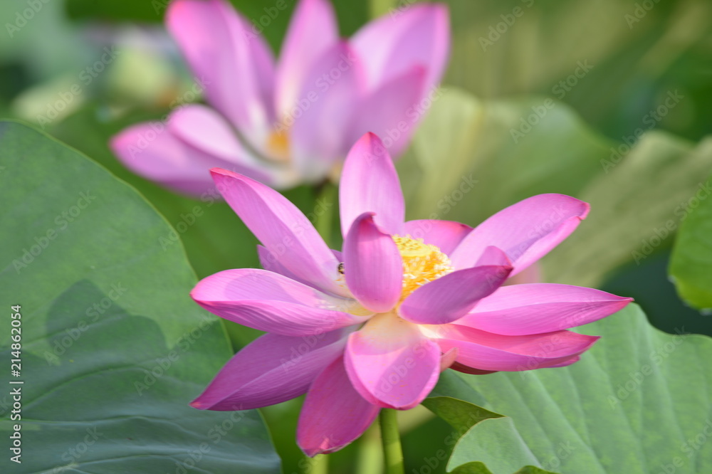 Blooming lotus flowers in the park Blooming lotus flowers in the park