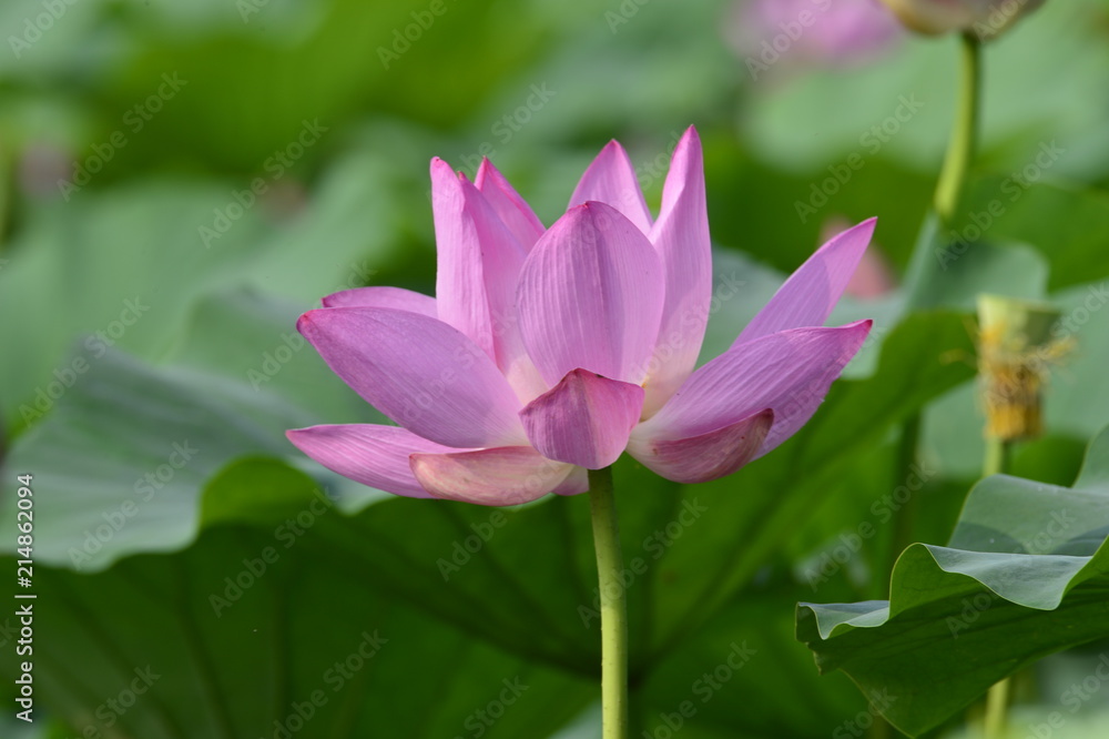 Blooming lotus flowers in the park