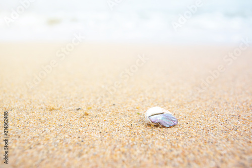 Summer background, shells are placed on the sand,copy space