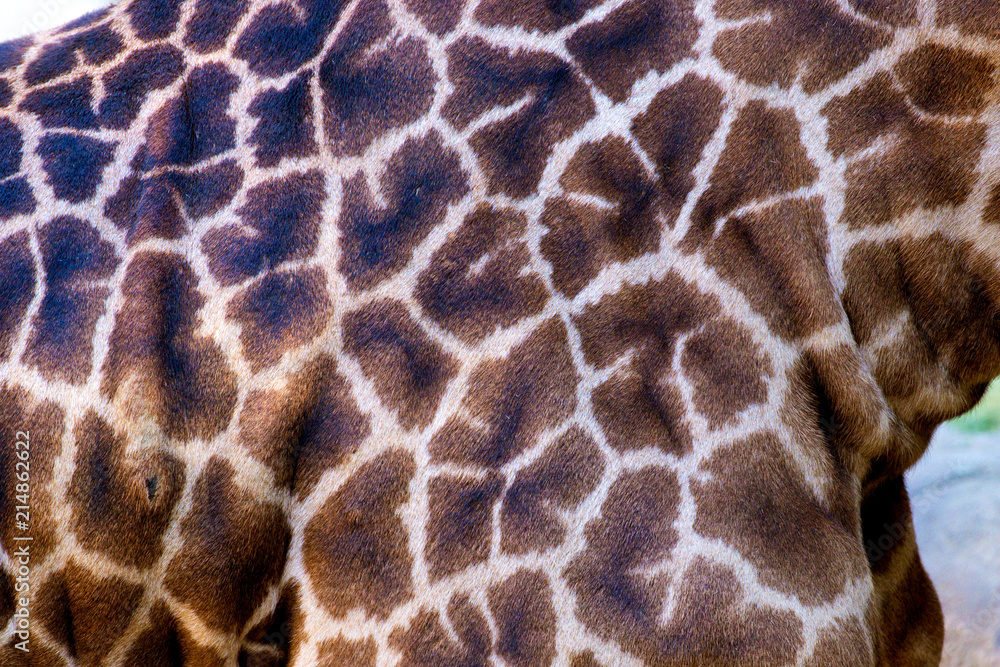 Masai Giraffe Masai Giraffe