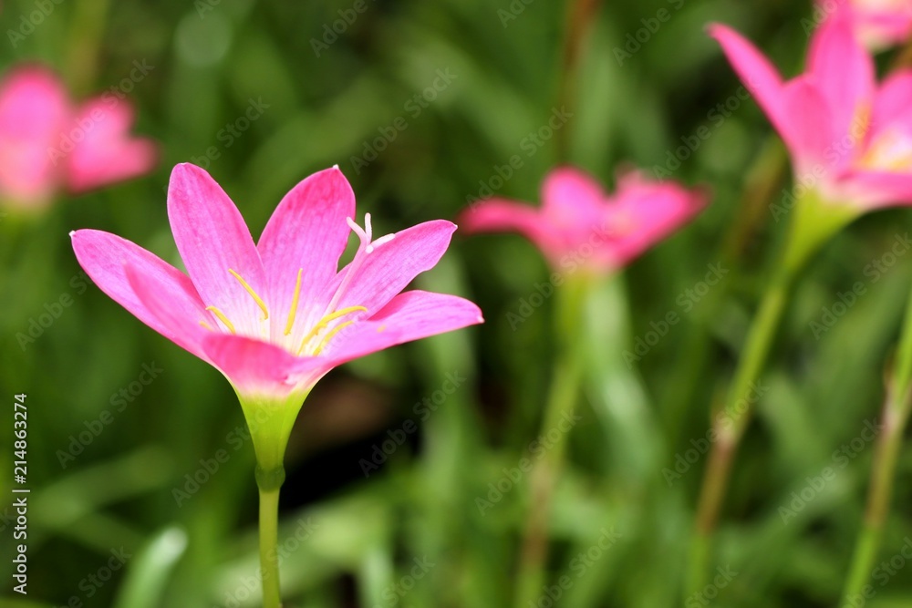 Beautiful pink rain lily Beautiful pink rain lily