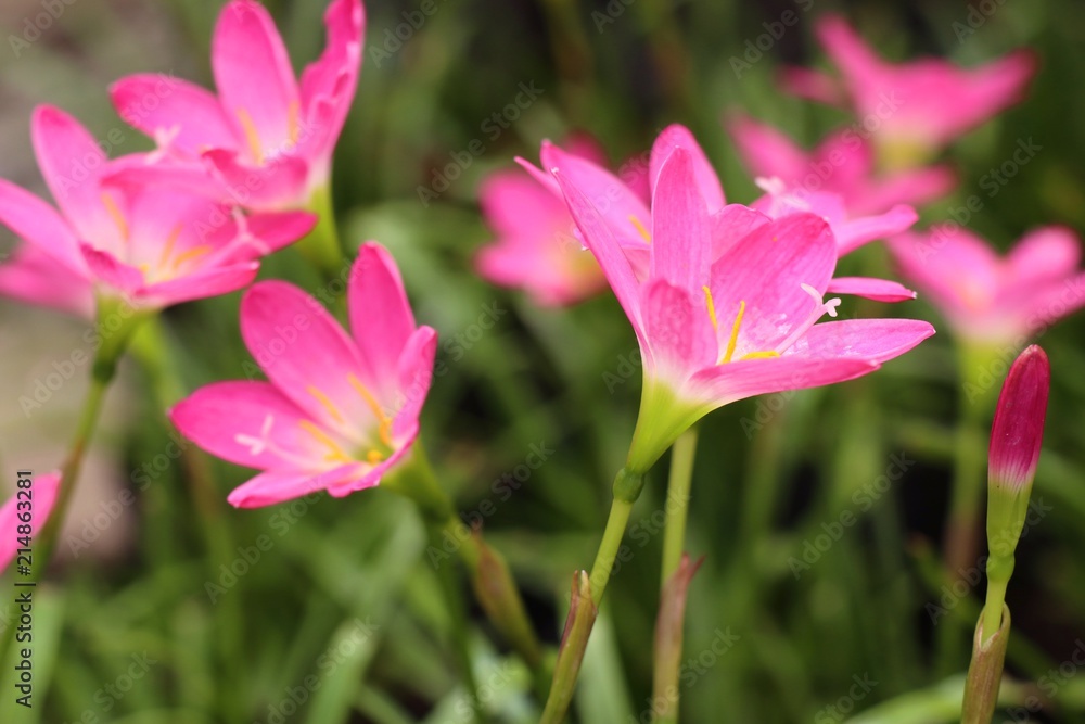 Beautiful pink rain lily