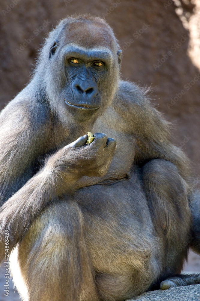 Obraz premium Western Lowland Gorilla