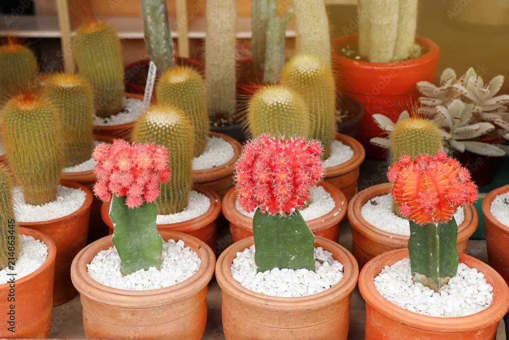 Fototapeta premium Beautiful cactus in tropical