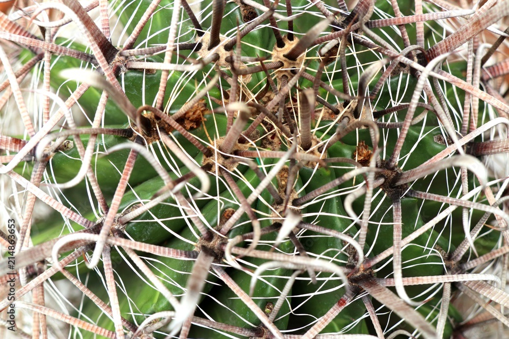 Fototapeta premium Beautiful cactus in tropical