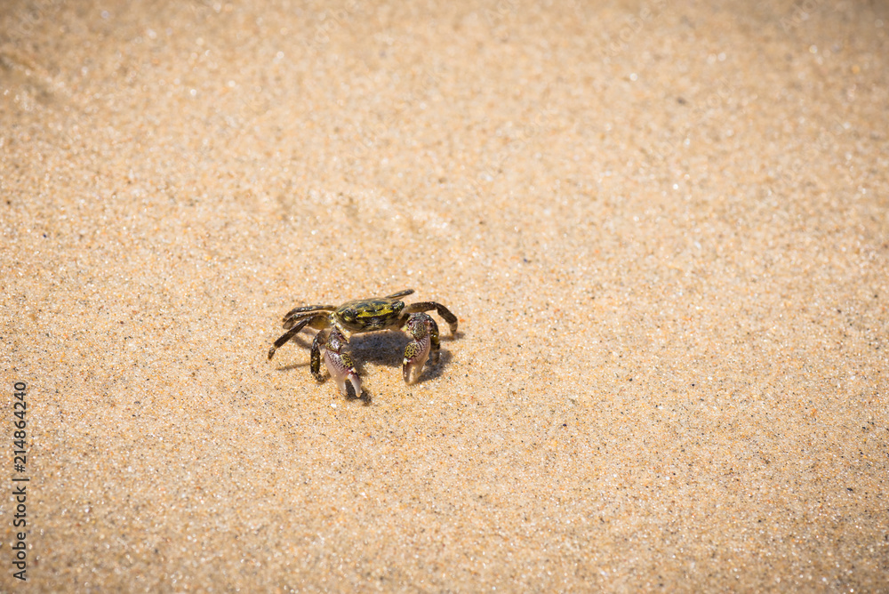 Striped Shore Crab on a sandy beach.