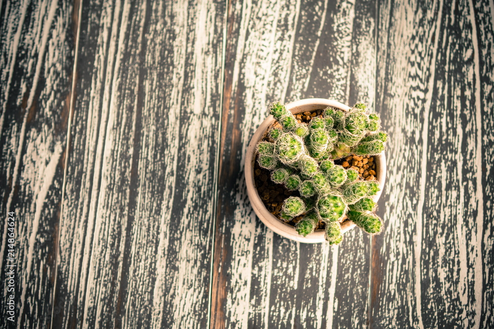 Small potted plants of succulents Small potted plants of succulents