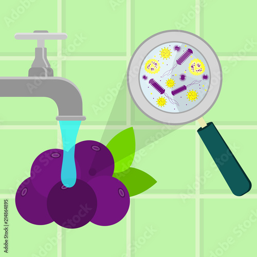 Washing contaminated acai fruit. Contaminated acai fruit being cleaned and washed in a kitchen. Microorganisms, virus and bacteria in the vegetable enlarged by a magnifying glass. Running tap water.