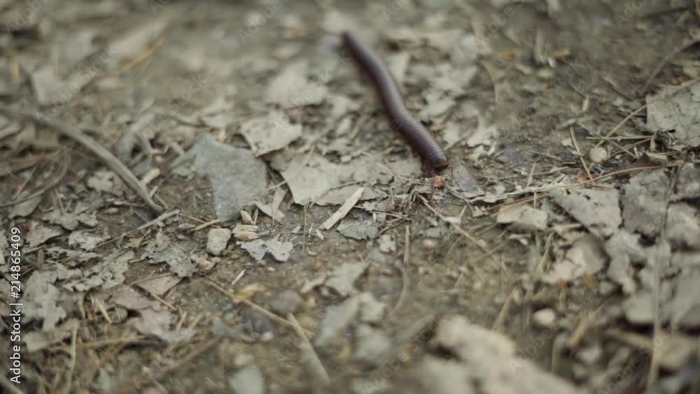A centipede (or millipede) crawls on the forest floor. A centipede (or millipede) crawls on the forest floor.