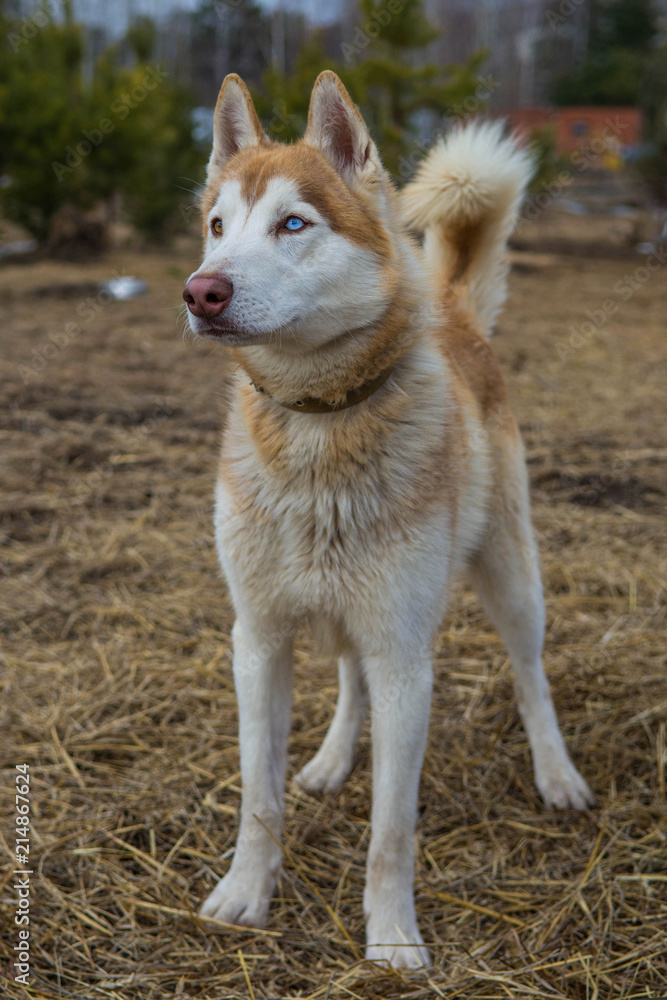 Obraz premium Husky dog