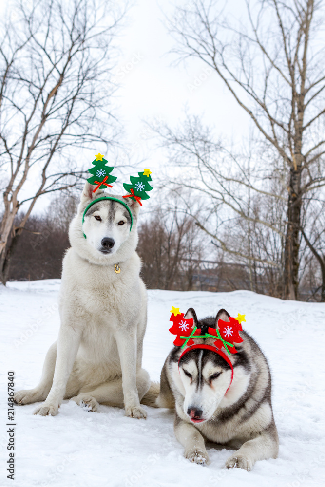 Thoroughbred dogs husky in the winter on white snow with horns on his head. New year, Christmas. Thoroughbred dogs husky in the winter on white snow with horns on his head. New year, Christmas.