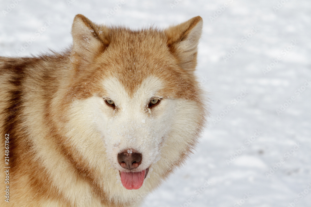 Pedigree dog Malamute in the winter on the white snow.