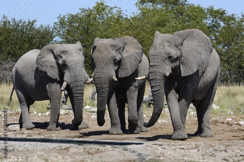 African Bush Elephants (Loxodonta africana), Etosha National Park, Namibia, Africa photo