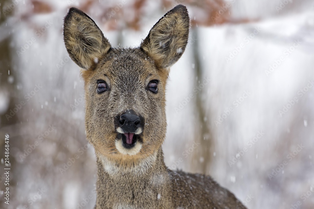 Roe Deer (Capreolus capreolus) with snowflakes in winter, Saxony-Anhalt, Germany, Europe Roe Deer (Capreolus capreolus) with snowflakes in winter, Saxony-Anhalt, Germany, Europe