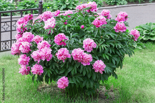 Large peony bush outside, flower bush with a lot of pink flowers