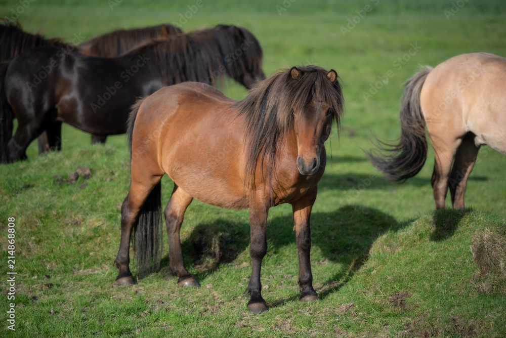 Icelandic Horses in summer ,Iceland. Icelandic Horses in summer ,Iceland.