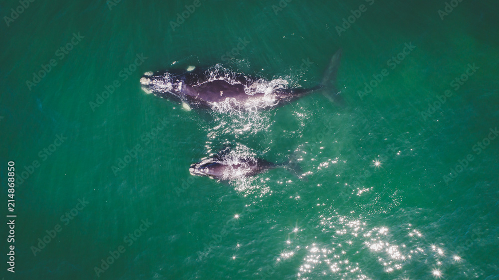 Naklejka premium Aerial view over a Southern Right Whale and her calf along the overberg coast close to Hermanus in South Africa