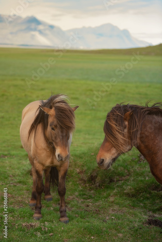Icelandic Horses in summer  Iceland.