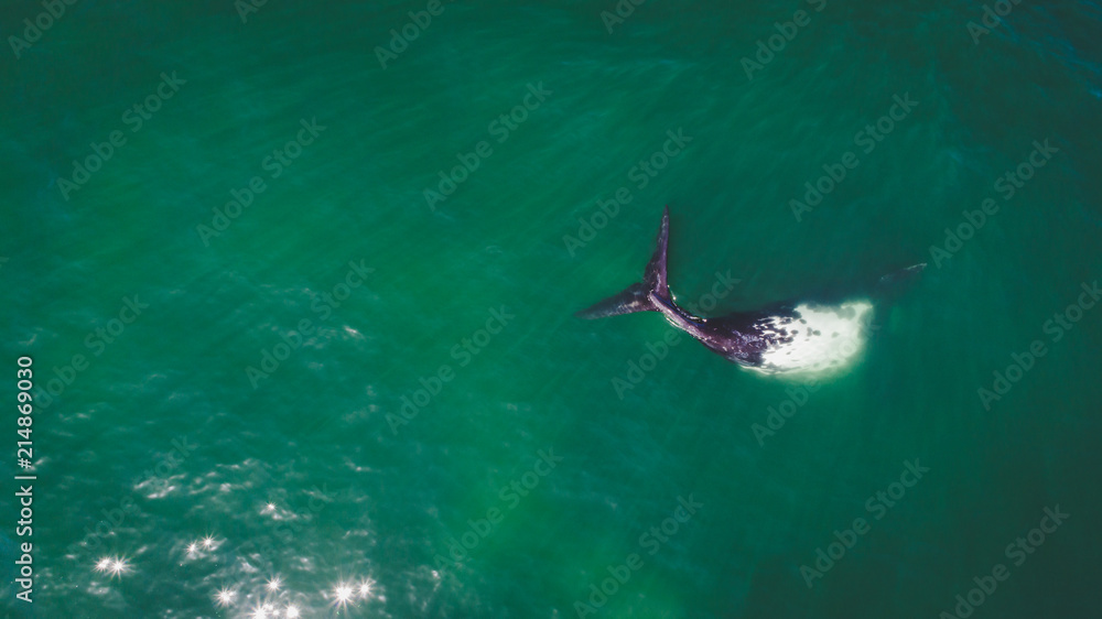 Fototapeta premium Aerial view over a Southern Right Whale and her calf along the overberg coast close to Hermanus in South Africa