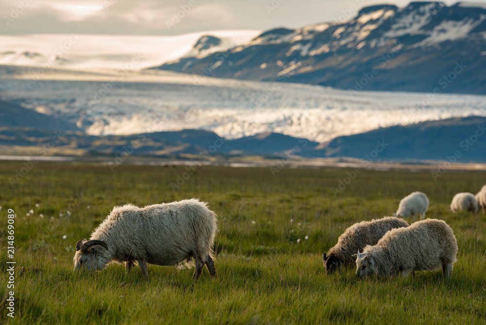A herd of sheep in a field and Vatnajokull glacier in background ,Iceland Summer.