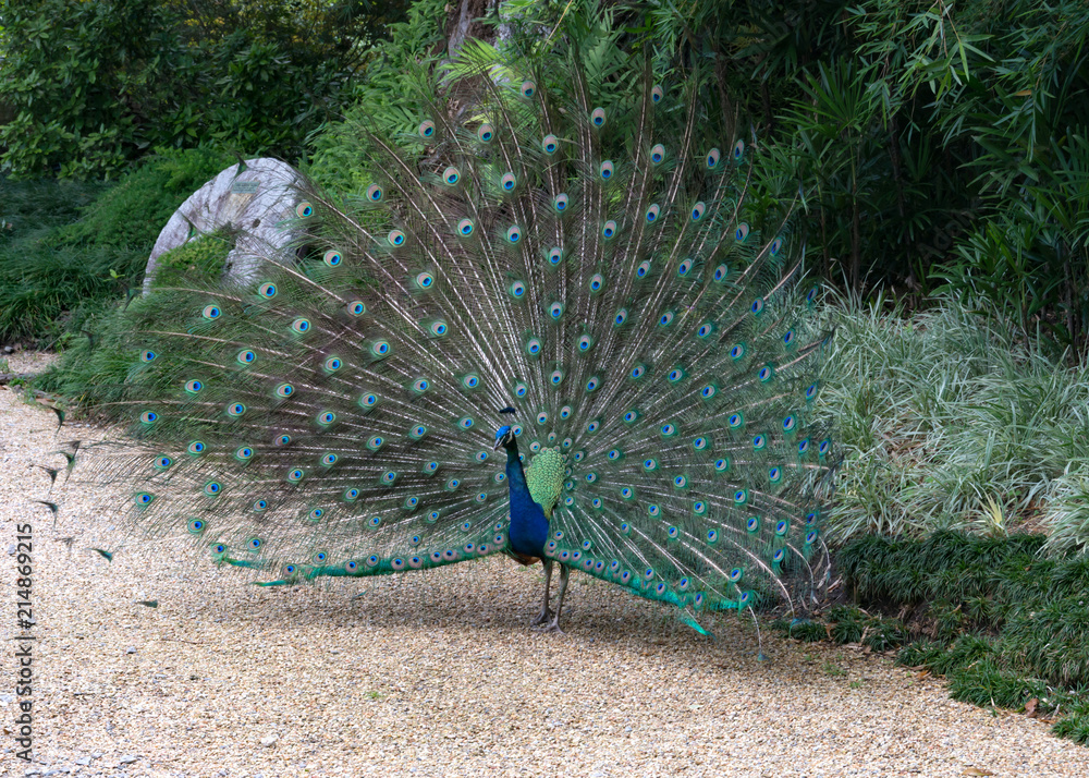 Obraz premium Peacock in Full Flair