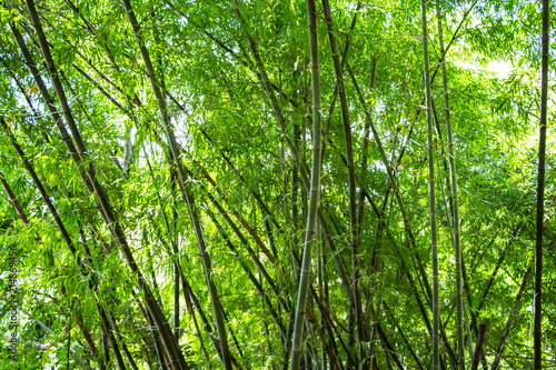 Beautiful View in Bamboo Forest