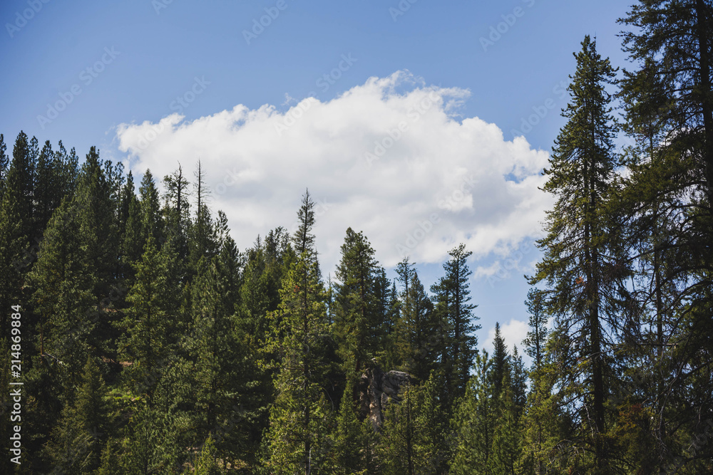 Cloud Over Dense Forest