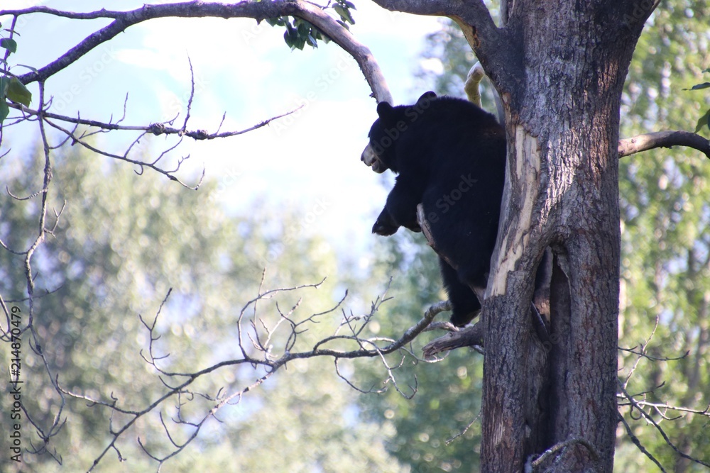 Obraz premium Bear Tree