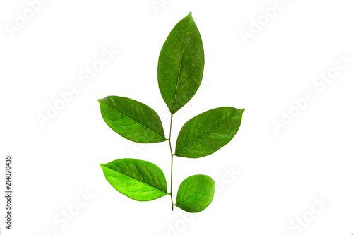 green leaf. Isolated on white background © jukree