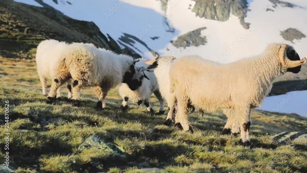 Several white sheep fighting on a grassy and snowy field on a mountain in Zermatt, Switzerland. Several white sheep fighting on a grassy and snowy field on a mountain in Zermatt, Switzerland.