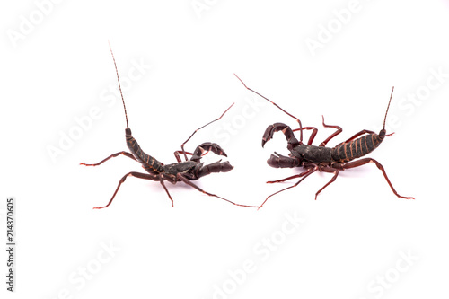 Vinegaroon Scorpion isolated on white background